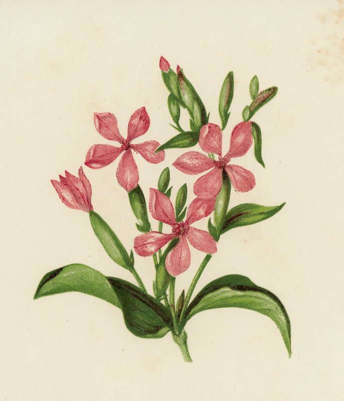 Vanlig tvålört, Saponaria Officinalis (färg litho) av English School
