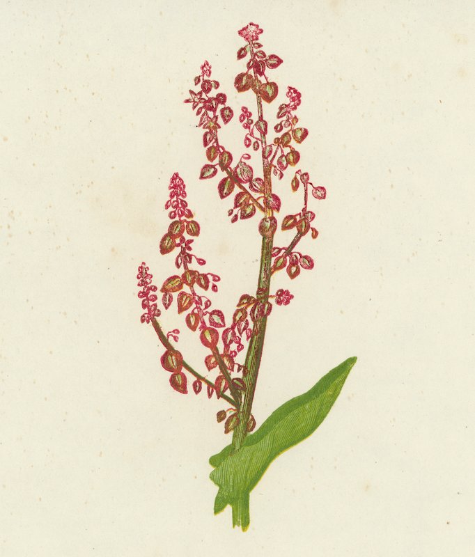 Vanlig ängssyra, Rumex Acetosa (färglitografi) av English School