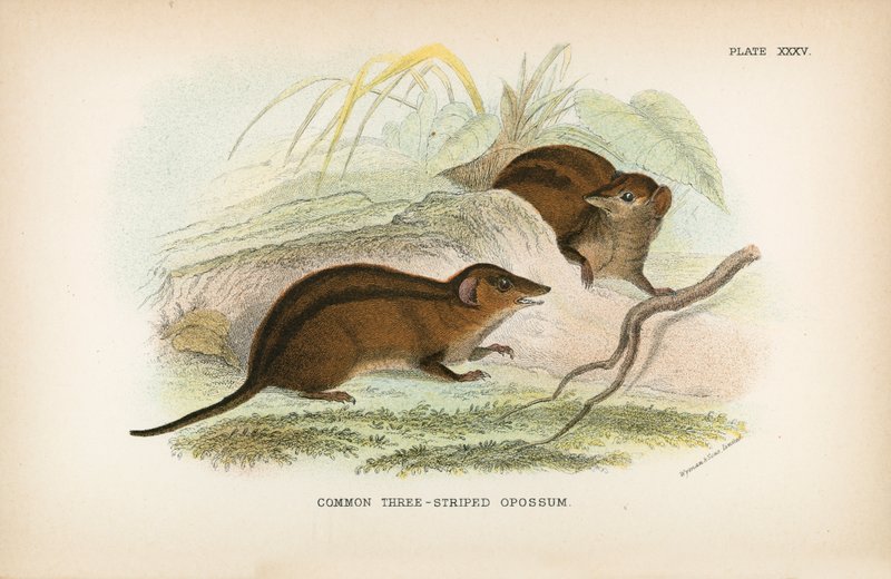 Vanlig trerandig opossum av English School