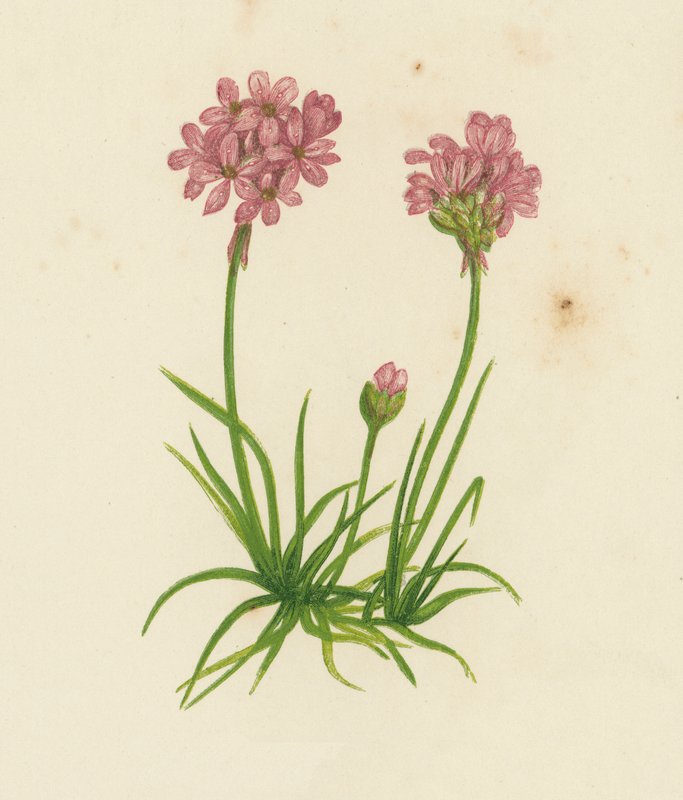 Common Thrift, Statice Armeria (färg litho) av English School