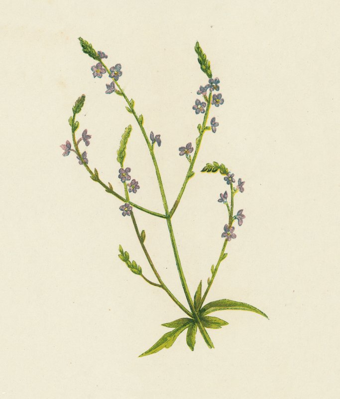 Vanlig Vervain, Verbena Officinalis (färg litho) av English School