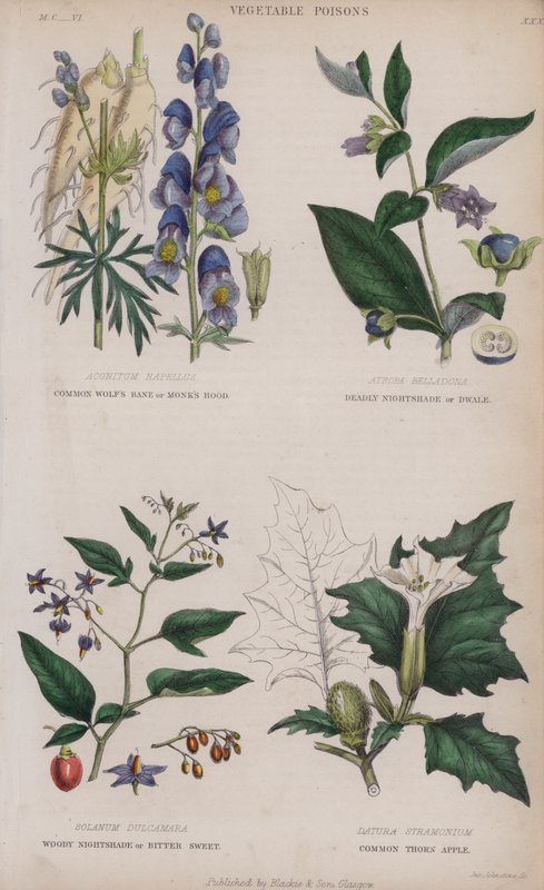 Vanlig vargbana eller munkhuva; Deadly Nightshade eller Dwale; Woody Nightshade eller Bitter Sweet; Common Thorn Apple (färgad gravyr) av English School
