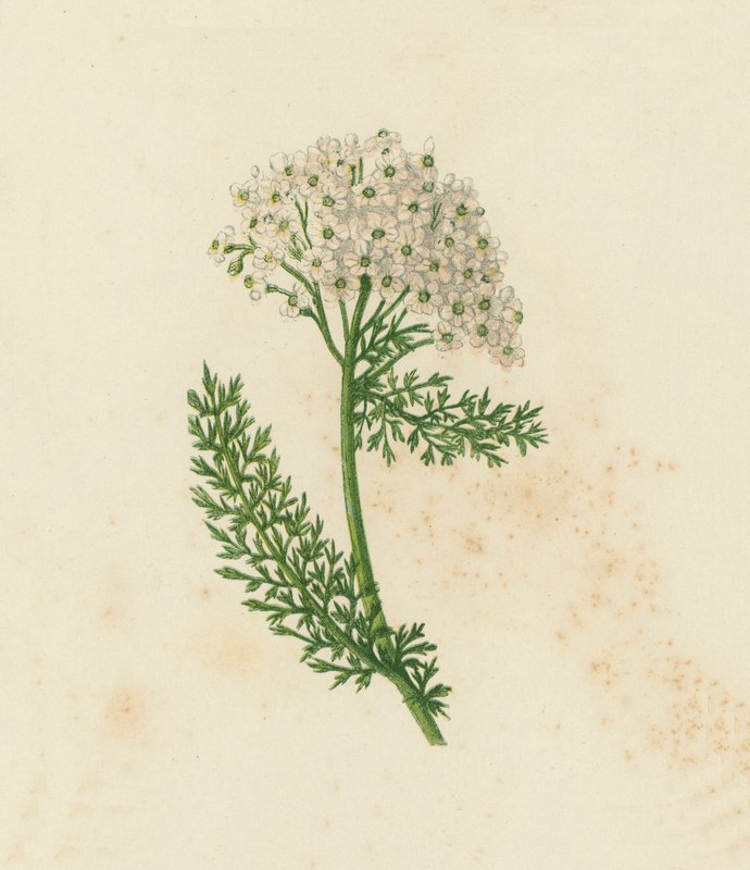 Rölleka eller milfoil, Achillea Millefolium (färg litho) av English School