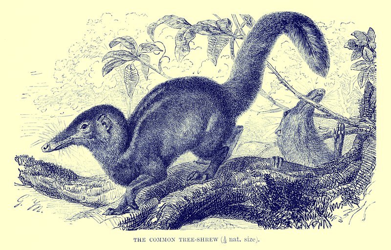 Vanlig trädspetsmus, illustration från "The Royal Natural History" (litografi) av English School