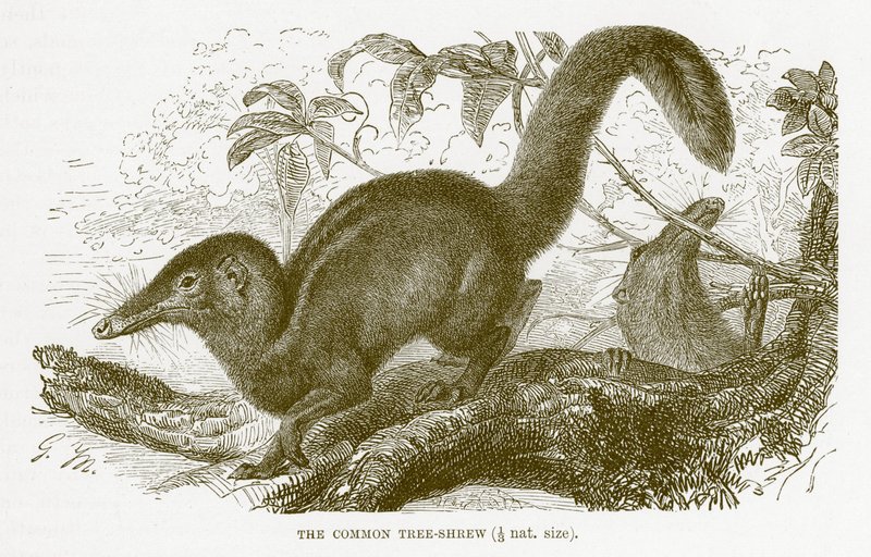Vanlig trädspänne, illustration från Kungliga Naturhistorien av English School