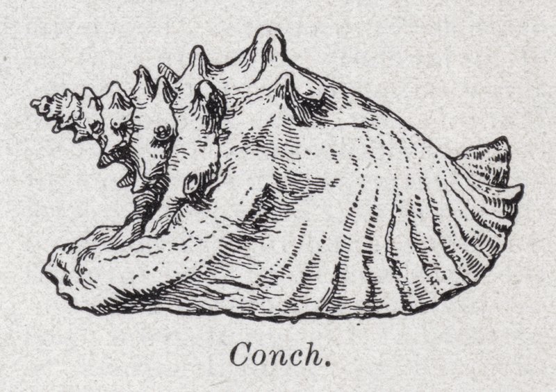 Conch (litho) av English School