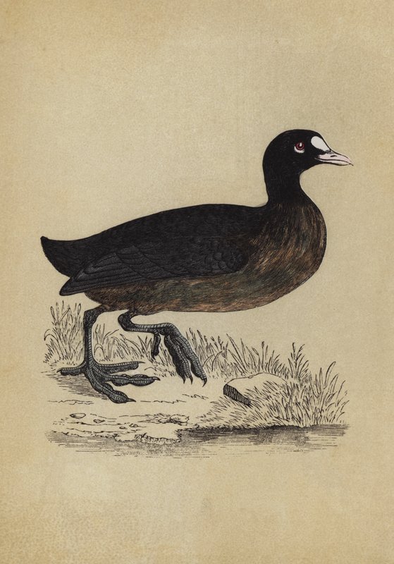 Sothöna (färg litho) av English School