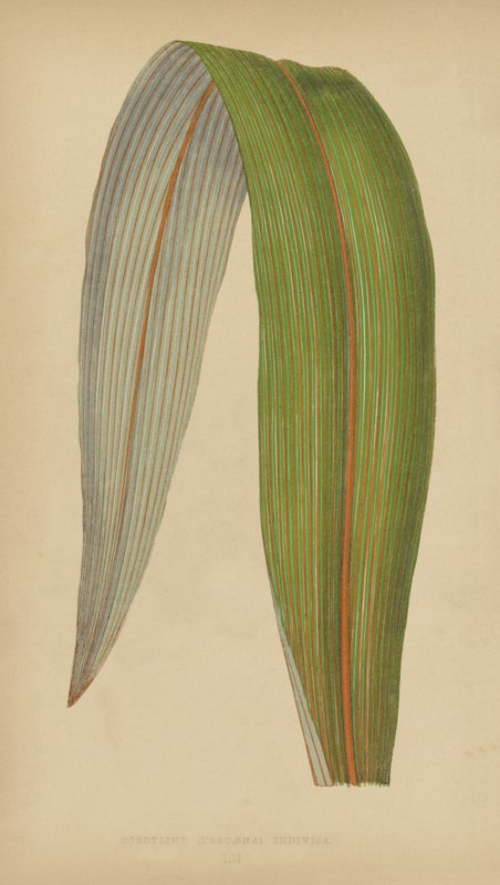 Cordyline (Dracaena) Odelad av English School