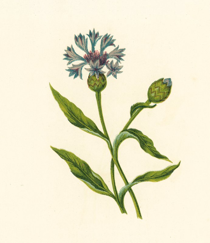 Corn Blue-Bottle, Centaurea Cyanus (färglitografi) av English School