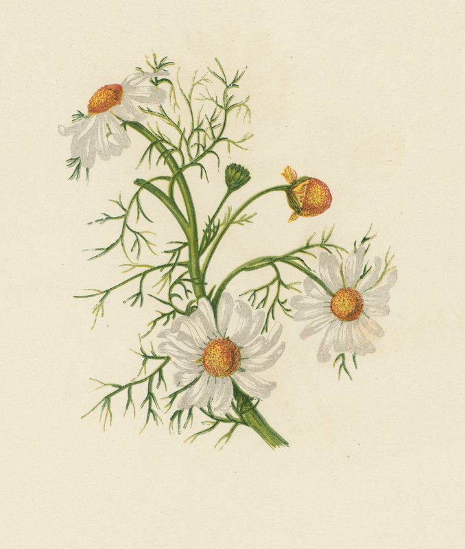 Majsfeberfew, Pyrethrum Inodorum (färg litho) av English School