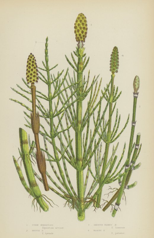 Majs åkerfräken, grov åkerfräken, slät naken åkerfräken, Marsh åkerfräken (färg litho) av English School