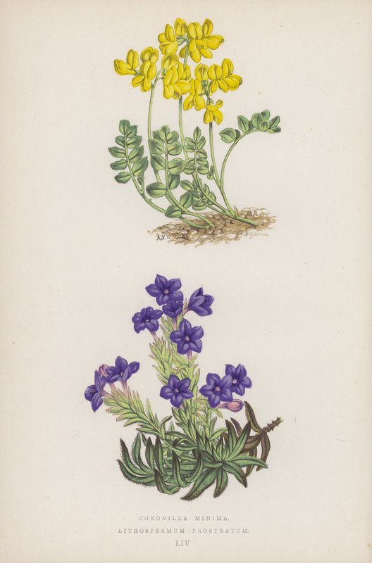 Små kronor; Lithospermum Prostratum (färg litho) av English School