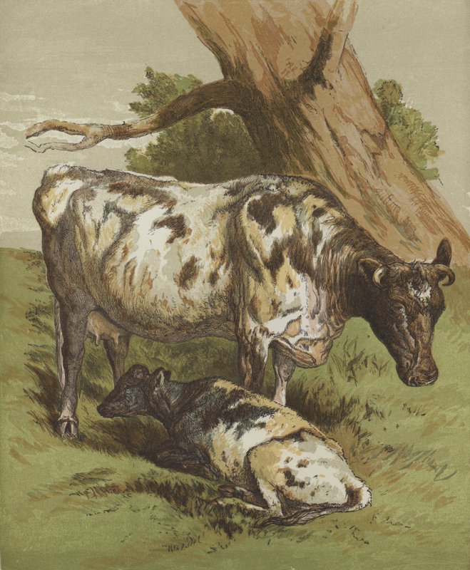 Ko och kalv (färg litho) av English School