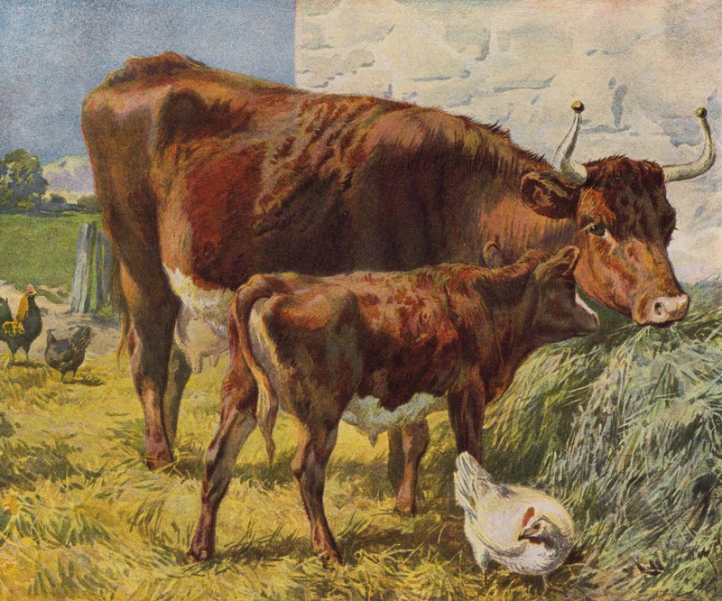Ko, kalv och höns (färg litho) av English School
