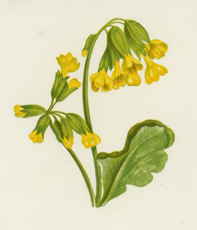 Cowslip, Spring Primula (färg litho) av English School