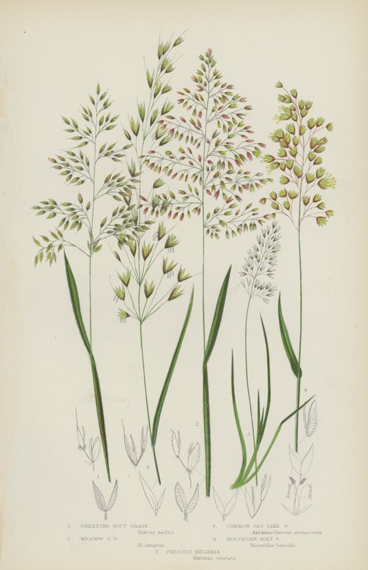 Krypande mjukt gräs, ängsmjukt gräs, havreliknande gräs, nordligt heligt gräs, Crested Koeleria (färg litho) av English School