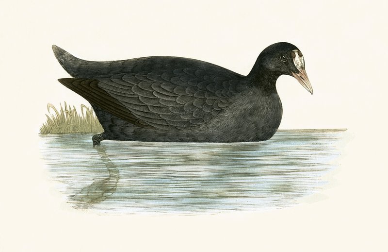 Crested Coot, illustration från 
