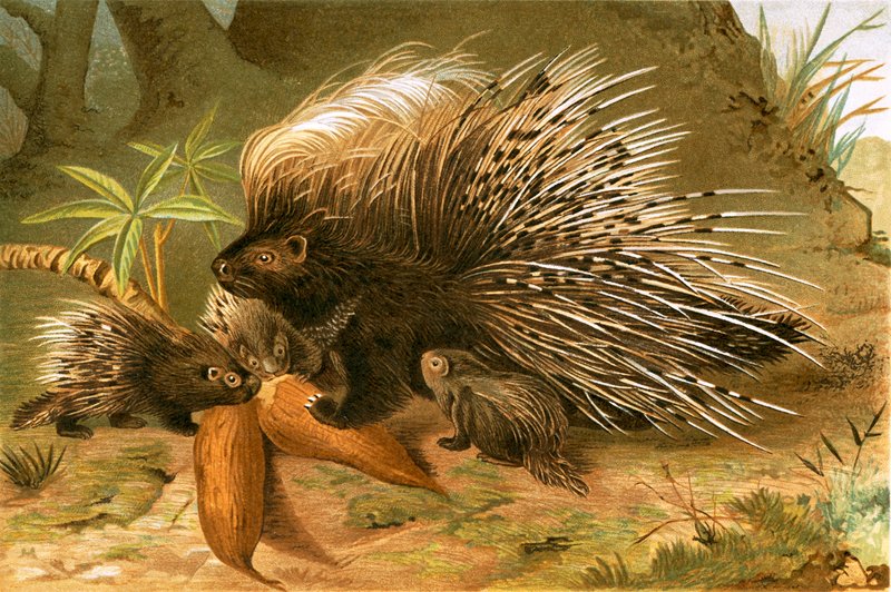 Crested Porcupine av English School