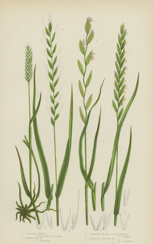 Crested Wheat, Rushy Sea Wheat, Creeping Wheat, eller Couch Grass, Fibröst rotat vete (färg litho) av English School
