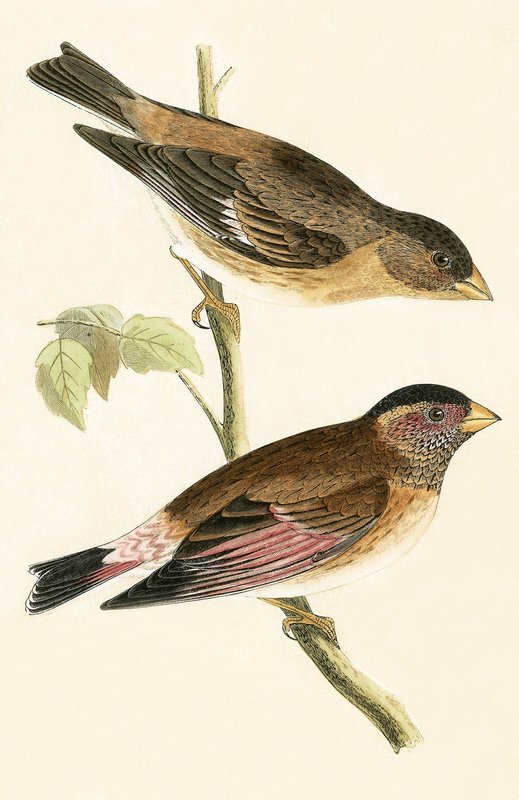 Crimson Winged Grosbeak, illustration från "A History of the Birds of Europe Not Observed in the British Isles" av Charles Robert Bree (1811-86), publicerad 1867 av English School