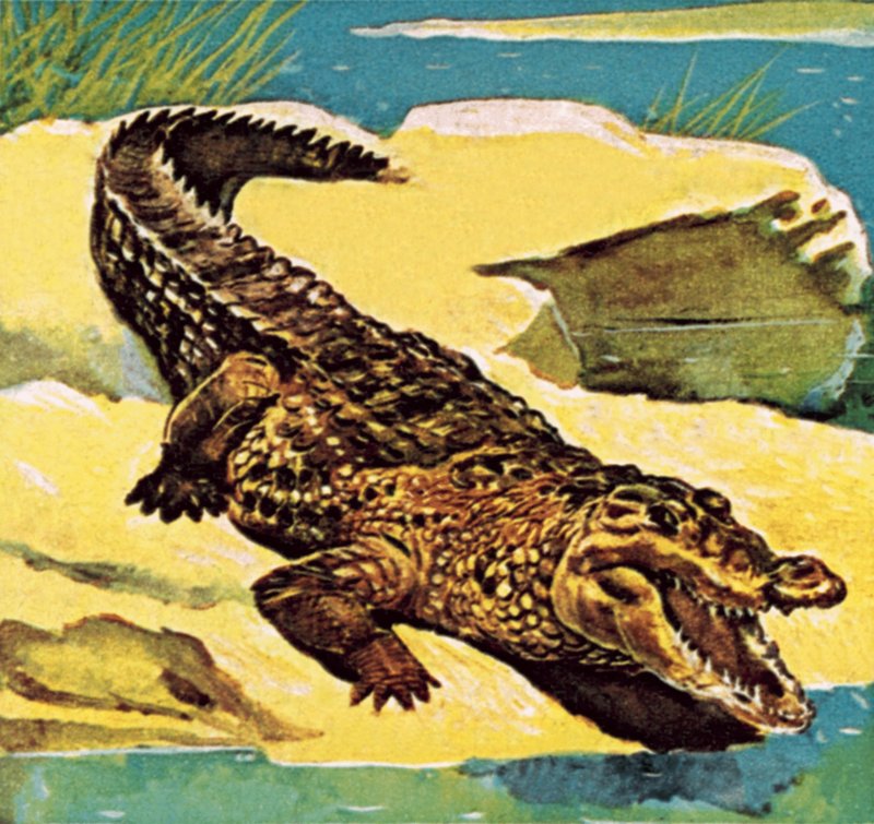 Krokodil av English School