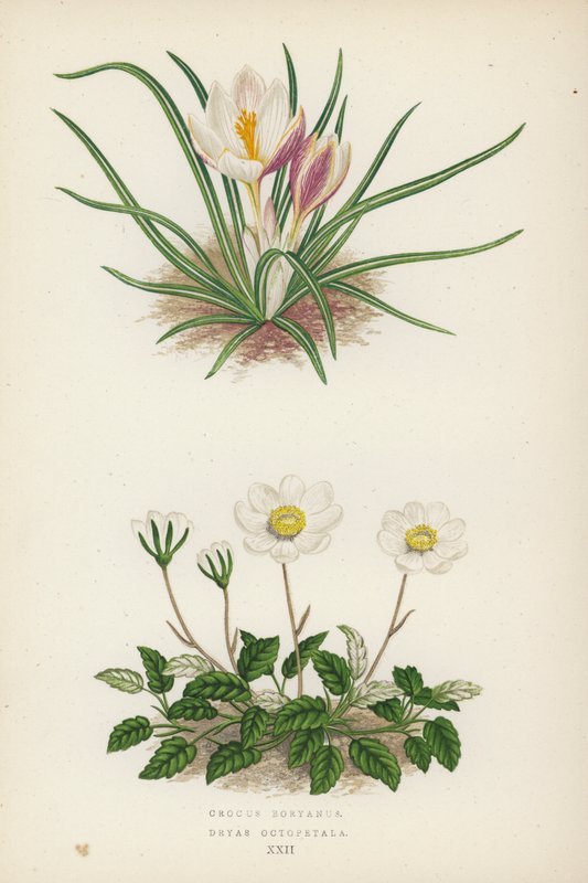 Crocus Boryanus; Dryas Octopetala (färglitografi) av English School