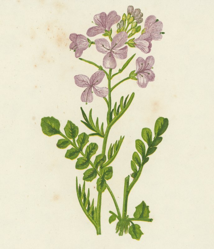 Gökblomster, Cardamine Pratensis (färglitografi) av English School