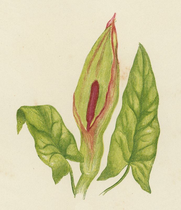 Gökblomster, Arum Maculatum (färglitografi) av English School