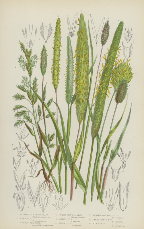 Odlat kanariefräs, kanariefräs, vanlig sjövass, vanlig kattsvans (färg litho) av English School