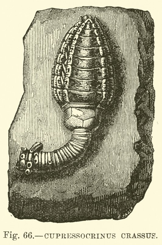 Cypressocrinus av English School