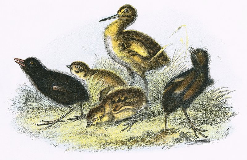 Curlew, Land Rail, Partridge och Morhöna (medurs) av English School