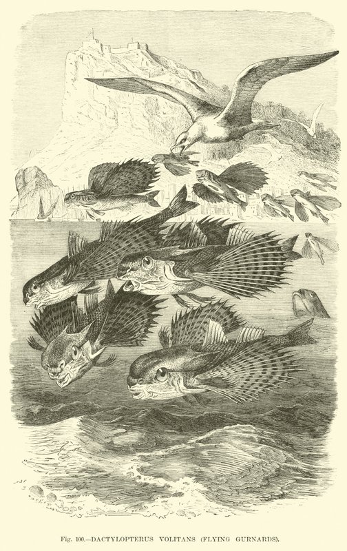 Dactylopterus Volitans, Flygande Gurnards av English School
