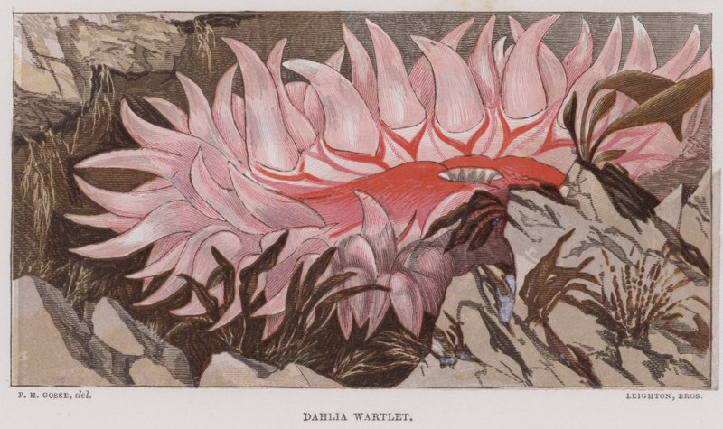 Dahlia Wartlet (färglitografi) av English School