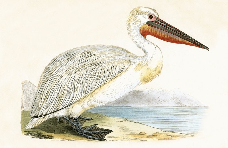 Dalmatisk pelikan, illustration från "A History of the Birds of Europe Not Observed in the British Isles" av Charles Robert Bree (1811-86), publicerad 1867 av English School