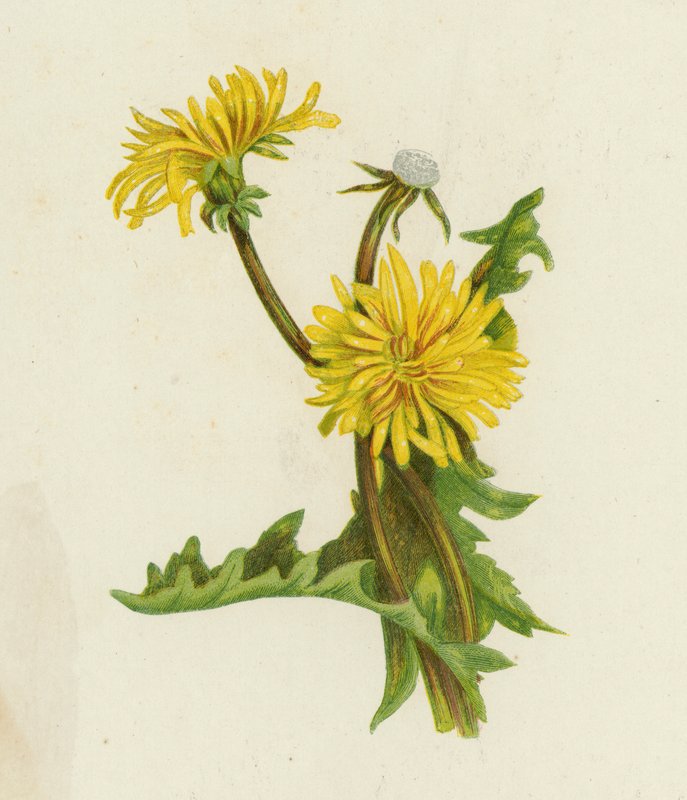 Maskros, Leontodon Taraxacum (färg litho) av English School