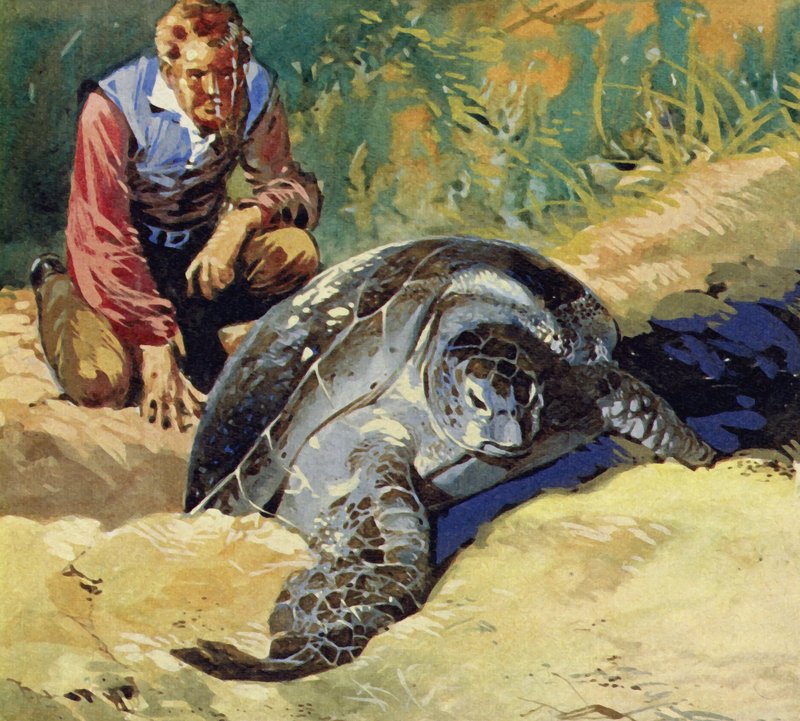 Darwin undrade varför de jättelika sköldpaddorna på Galapagosöarna skilde sig åt på varje ö av English School