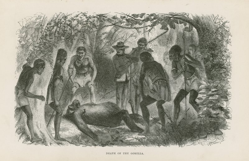 Gorillans död av English School