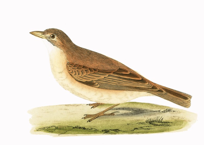 Desert Lark, illustration från "A History of the Birds of Europe Not Observed in the British Isles" av Charles Robert Bree (1811-86), publicerad 1867 av English School