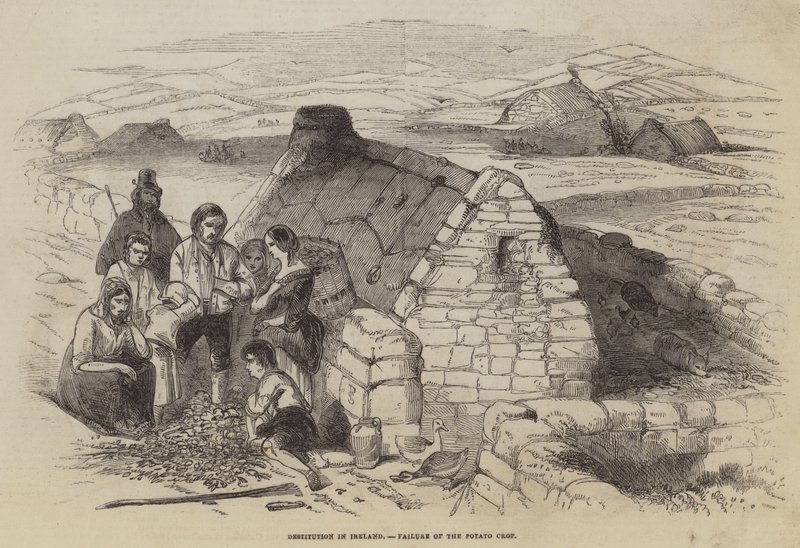 Utödande i Irland, misslyckad potatisskörd av English School
