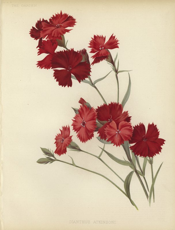 Dianthus Atkinsoni av English School