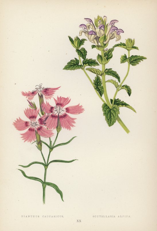 Dianthus Caucasicus; Scutellaria Alpina (färg litho) av English School