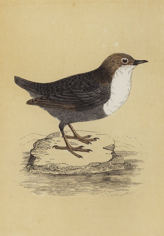 Dipper (färglitografi) av English School