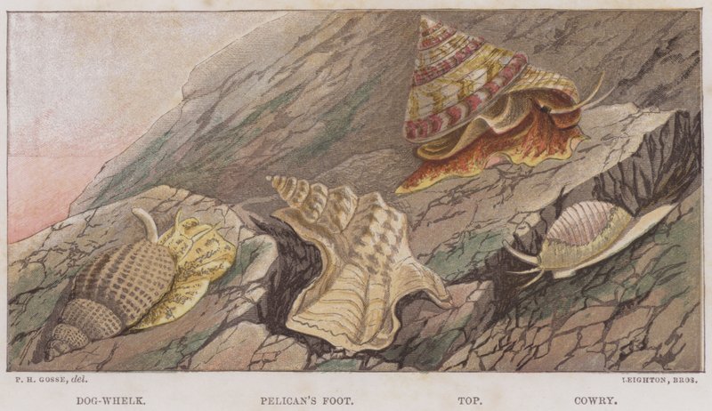 Dog-Whelk, Pelikanfot, Topp, Cowry (färg litho) av English School