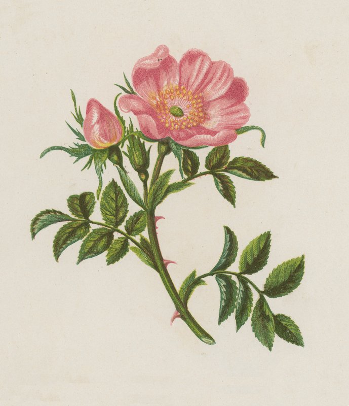 Dog Rose, Rosa Canina (färg litho) av English School