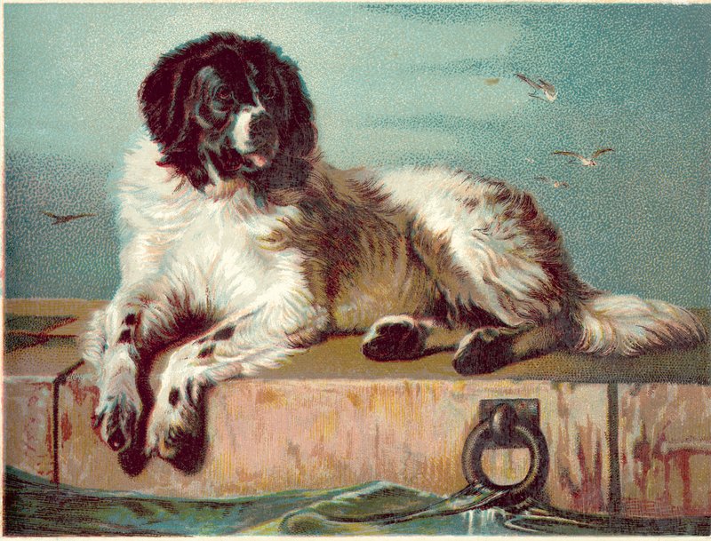 Hund som sitter på kanten av havet (kromolit) av English School