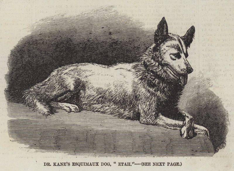 Dr. Kanes eskimåhund, "Etah" (gravyr) av English School