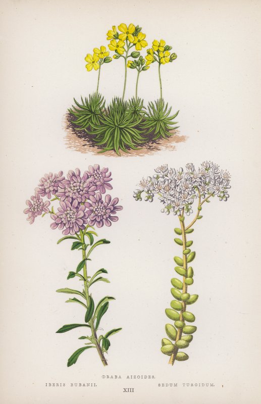 Draba aizoides; Iberis bubanii; Sedum turgidum (färglitografi) av English School