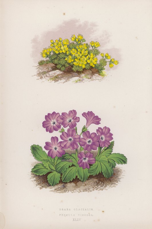 Draba Glacialis; Primula Viscosa (färg litho) av English School