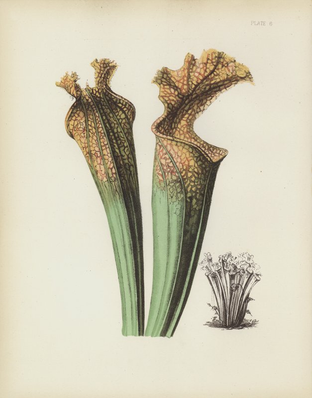 Drummonds sidosadelblomma, Sarracenia Drummondii av English School