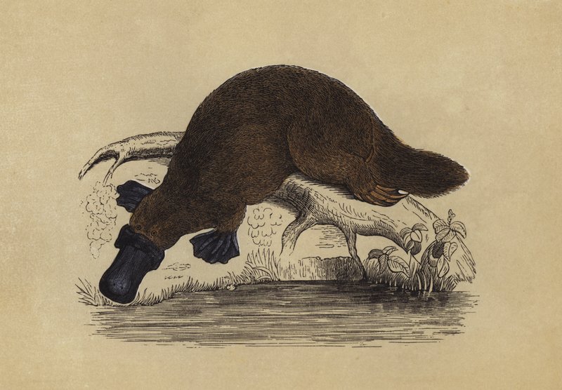 Anknäbbsdjuret Platypus (färglitografi) av English School